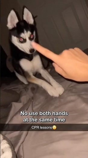 Dog learning CPR is the cutest 🥰