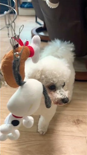 Are the toys safe after washing? #shorts #dog #dog