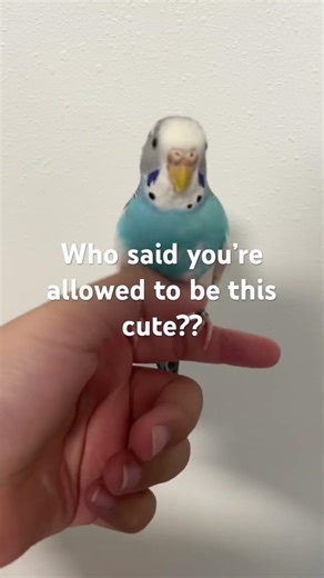 #funny #birds #relatable #memes cute