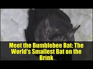 Meet the Bumblebee Bat: The World's Smallest Bat on the Brink