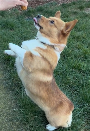 Corgi Puppy Shows Off Dance Moves for Grilled Cheese