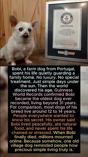 “The Oldest Dog Ever Lived Longer Than Most Humans