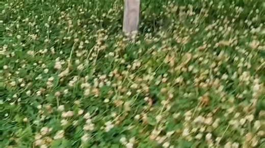 白三叶，白三叶种子，白三叶草籽，白三叶草坪，厂家直供，草籽批发零售