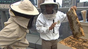‘It’s Not Too Late’: Surge in beekeeping hobby could cost native bees