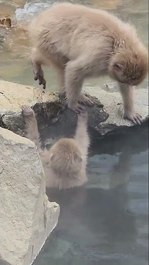 Jigokudani Monkey Park