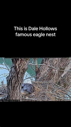 Dale Hollow Lake eagle nest in Tennessee Amonette & Franklin havent always bedn the resident eagles here at Dale Hollow. For many years, the nest was occupied by the famous pair River (the female) and Obey (the male). However, there has been a significant change recently Amonette and Franklin: These are the new resident eagles at the Dale Hollow nest. They took over the territory following the long reign of River and Obey. Amonette and Franklin. 2026 Egg Laying Timeline Egg 1: Laid on February 5