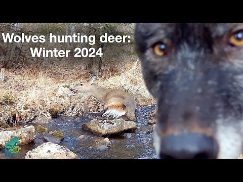 Wolves hunting deer in winter in Northern Minnesota