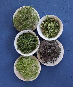 The Pros and Cons of Growing Microgreens at Home • Gardenary