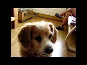 Very funny dog creative commons compilation off animals around the world