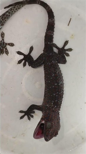 Cute Tokay Big Gecko sound lizard