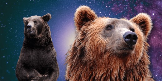Bear Symbolism & What It Means To Dream About Bears (Or See One)