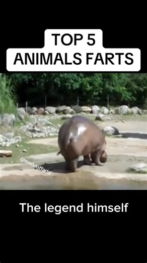 Top 5 animals farts ! #top5 #fart #animals #compilation #viral | We can laugh together