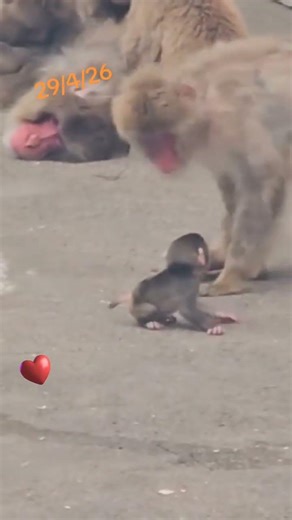 Incredible moment when a baby monkey walks | Incredible moment when a baby monkey walks