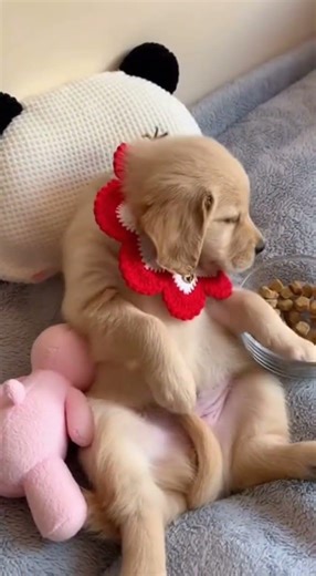 I could listen to that chomping all day long satisfying crunchy sounds #ASMR #Crunchy #Foodie