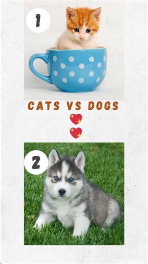 #5 Kitten or Puppy? 💕 Choose Your Side!