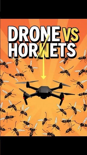Hornets Attack Hive Intruder