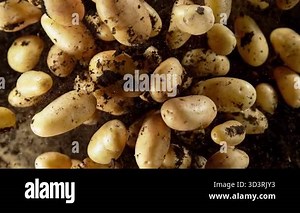 Super Slow Motion Shot of Potatoes Exploded From the Ground Towards Camera at 1000fps. Filmed with high speed cinema camera, 4k.