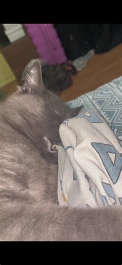 #CapCut #Meme #speed #fyp | Speed