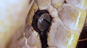 Une macro extrême révèle l’oeil du : vidéo de stock (100 % libre de droit) 3989725905 | Shutterstock