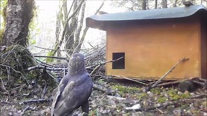 73 reactions | Braveheart the Buzzard caught on a couple of different...