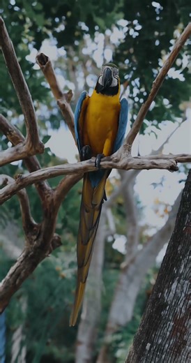 Parrot - Cute Animals by Oxbridge Baby #learntotalk #oxbridgebaby #preschoollearning #videosforkids