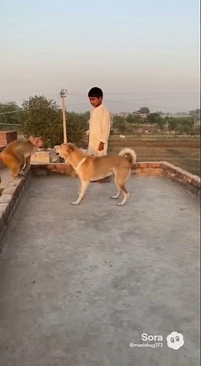 “Monkey vs Dog Rooftop Fight | Unexpected Animal Clash on Roof!”