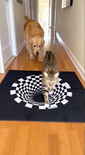 🤣Optical Illusion Rug Confuses Dog but Not the Cat!