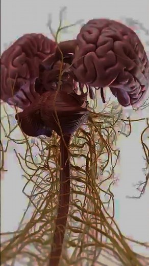 Is Your Brain's Sense of Direction Better Than a GPS?