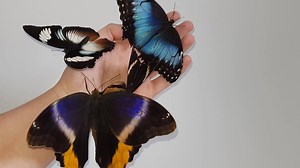 6 different butterfly/moth species 🦋😍 | Insectarea