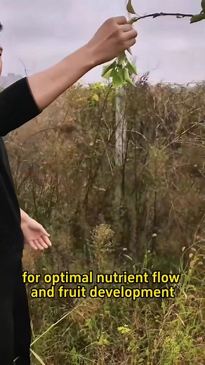 🍎Why your fruit trees wrapped in bags?🍎 #agriculturelife #farm #planting #agriculture #fruittrees | Planting Fever