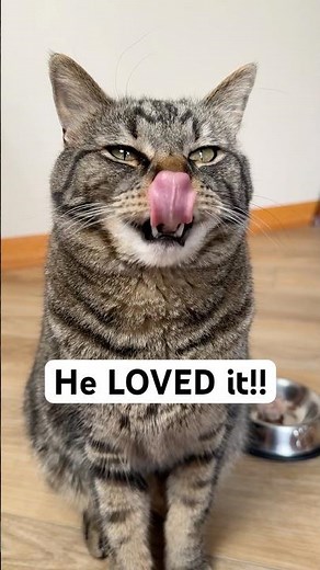How to make tasty frozen cat treats!