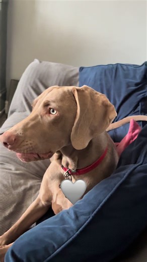 January 7th 2026!!! 🥳 The one and only day, obi chilling 🐶🩶 on the couch while his brother plays car noises. 🚗🐾 #weimaraner #WeimaranerObi #weimaranerpuppy #pup
