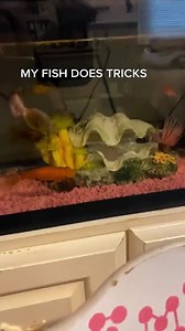 Fancy Flipping Fish