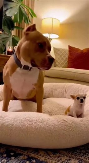 Funny Pitbull Dog Moments That Will Make You Laugh