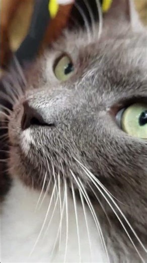 Cats in the Catio: The Witch’s Pet #shorts #cats #halloween