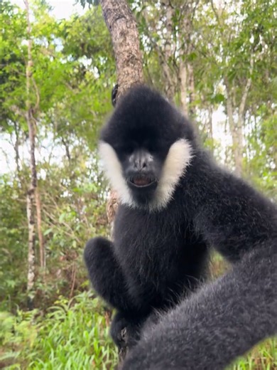 Wildlife Gibbon Facts: Guide to Gibbons and Their Behavior