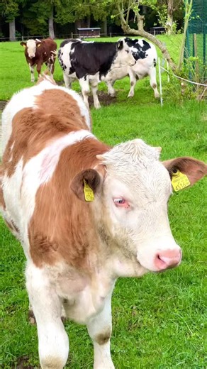 #ternak #peternakan #farm #cow