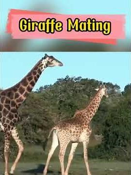 Giraffe Mating #shorts