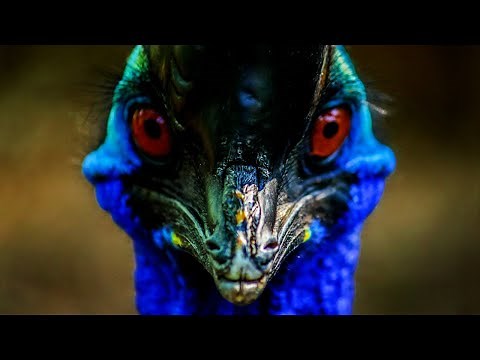 TOP 10 flightless bird strength rankings.