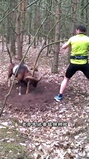 The unfortunate wild goat got stuck in a tree branch, but thankfully it was successfully rescued ...