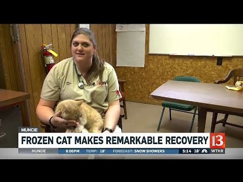 Frozen cat makes remarkable recovery