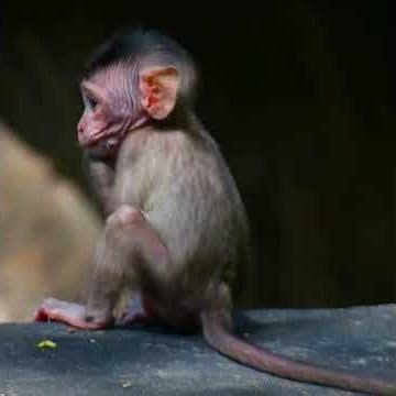Adorable love mini baby monkey