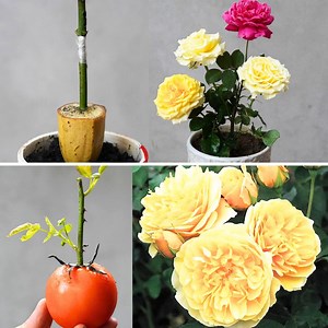 Growing Vibrant Multicolored Roses with One Simple Fruit!🌹✨ | Balcony & Garden