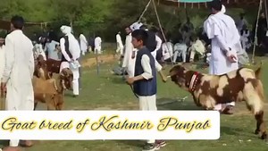 2.4K views · 63 reactions | Goat breed of Kashmir Punjab #goatloversanonymous #goatyoga #goatfarming #goatsquad #cutegoats | Goat breed of Kashmir Punjab | Facebook