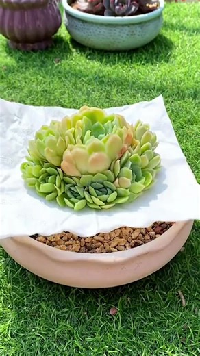 Easy succulent plant care for beginners 🪴 #succulents #suculentas #plants #gardening #다육식물
