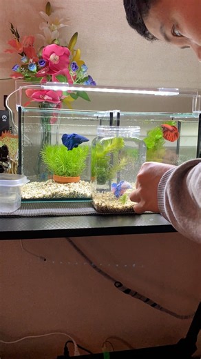 7.3K views · 14 reactions | My pioneer bettas #bettafish #feeding #bloodworm #halfmoon #aquarium #fishkeeping #hobby #japan #breeder #aquascape | JusMioh | Facebook