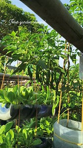 28K views · 938 reactions | Hanging siling espada. #viralfbreels #reelsfollowers #fbfriendsandfollowers #urbanfarming #containergardening #organicsoil #gulayansapaaralan2024 | Jesus Garden channel | Facebook