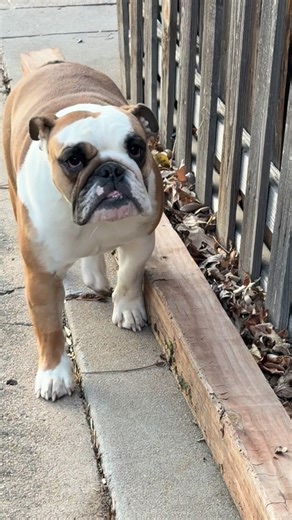 Trevino's Bulldogs on Instagram: "An update on Rosie’s progress: she still has to live in her little pen and rest most of the day, with solitary potty time in the yard. Horton keeps her company. She uses her leg well most of the time. At 8 weeks post-op we will have X-rays to make sure it’s healing correct❤️#rosieposie #bravegirl #trevinosbulldogs"