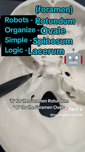 Mastering Cranial Foramen Mnemonics for Anatomy Students