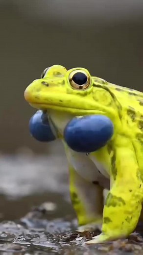 Bull Frogs communicating 🐸Video by